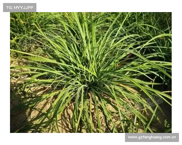 中药知多少?——麦冬 中药知多少?——麦冬